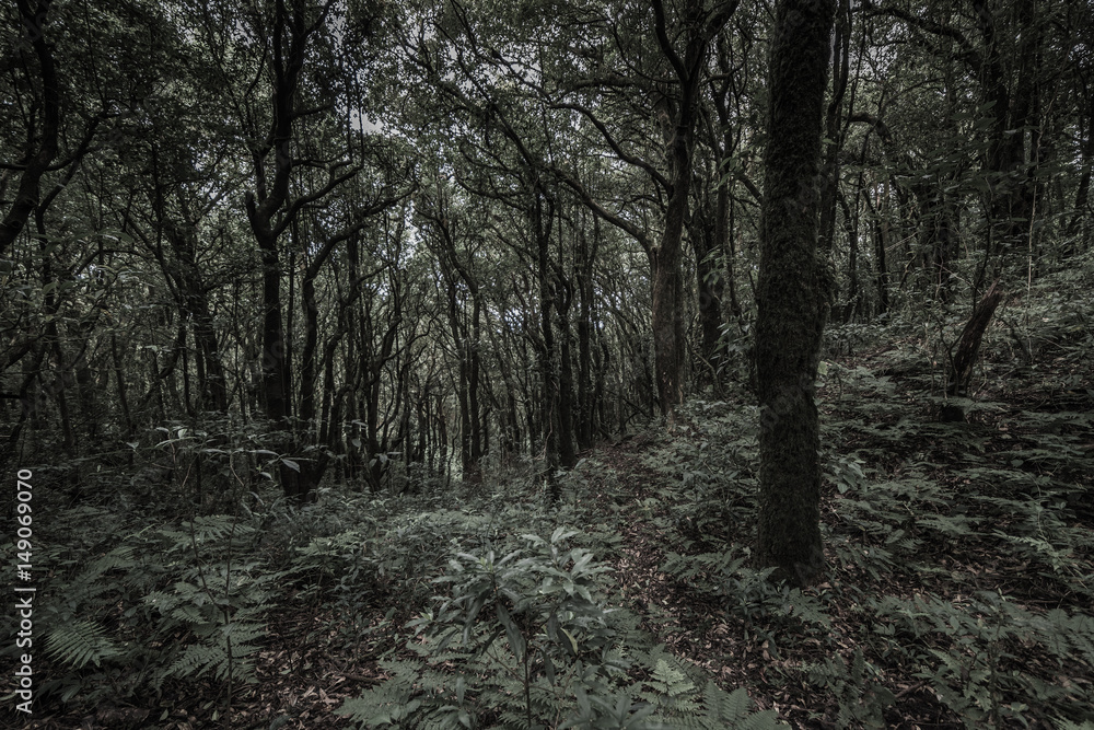 Fototapeta premium tropical rain forest, Thailand.