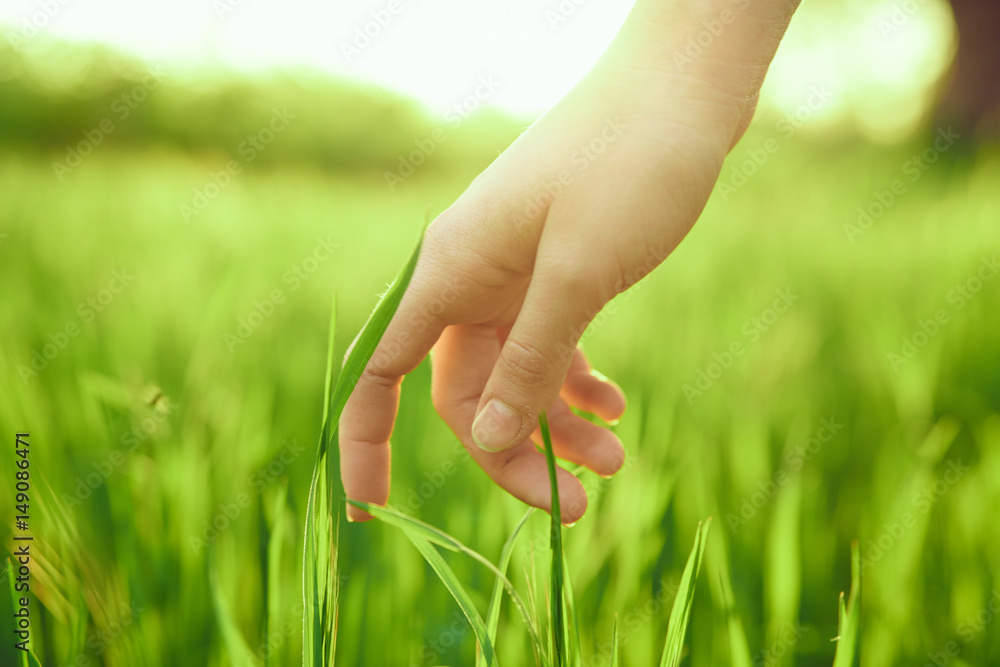 female hand, touch, grass Stock Photo