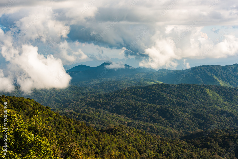tropical rain forest, Thailand.
