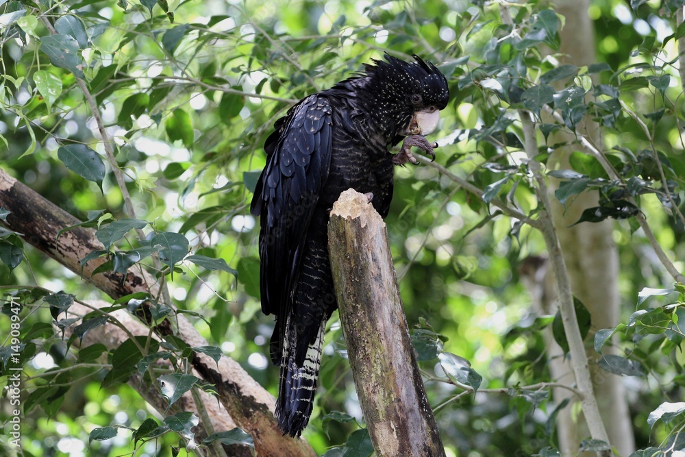 Obraz premium Red-tailed Black Cockatoo, Cairns, Queensland, Australie