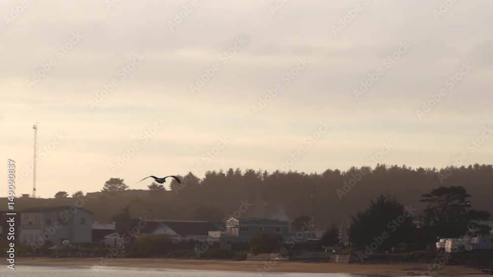Slow motion seagull flying by a coastal town in California. Near sunset. Calm water and sandy beach in view. Camera follows the seagull flying towards shore. Slow motion seagull flying by a coastal town in California. Near sunset. Calm water and sandy beach in view. Camera follows the seagull flying towards shore.