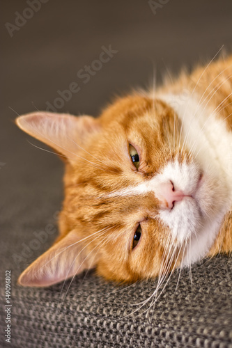 Portrait of a resting red cat 