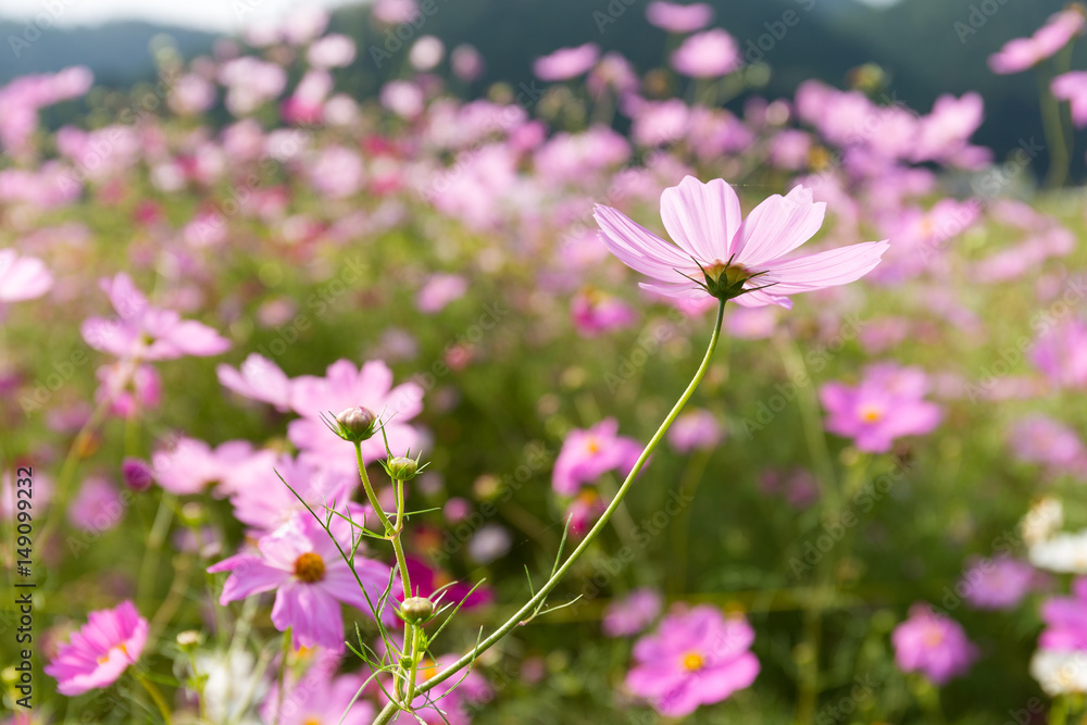 Pink Cosmos flower field