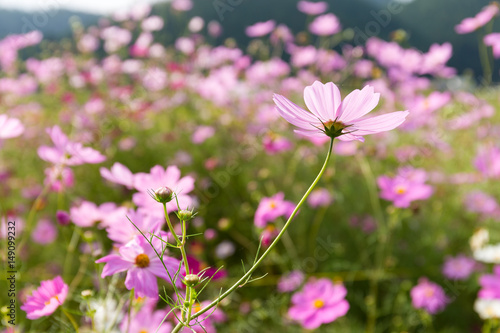 Pink Cosmos flower field © leungchopan