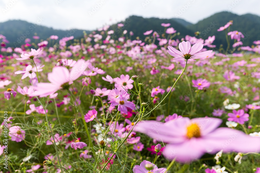 Cosmos Flower field with sky