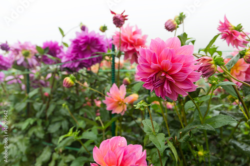 Chrysanthemums in pink and purple