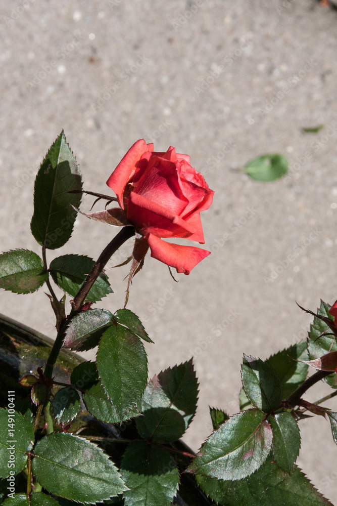 flowers bloom in april flowers bloom in april