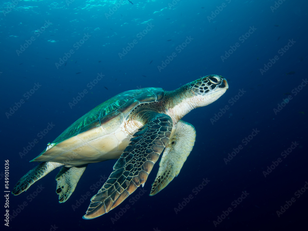 Green sea turtle