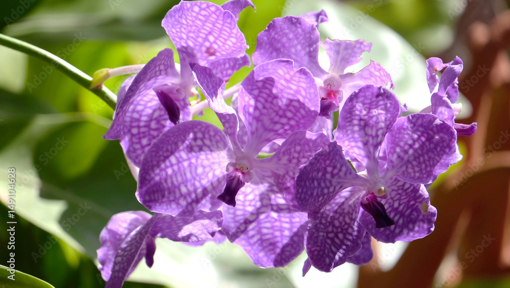 Fototapeta premium Beautiful orchid flower on with natural background, (Rhychostylis -Orchid) tropical in Thailand,Flower with soft focus.