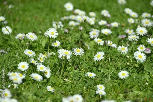 Gänseblümchen im Frühling