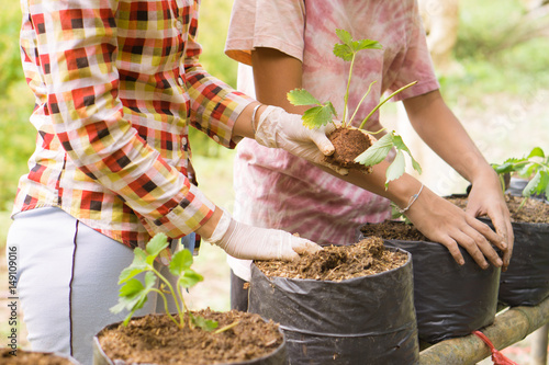 man culture vegetable on plantation