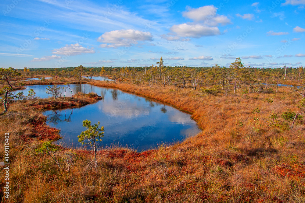 Obraz premium Kemeri National Park peat bog, autumn colors
