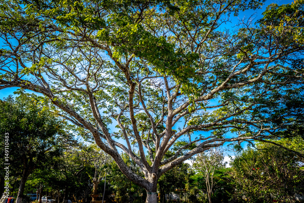 Main tree on park. Barichara, Colombia Main tree on park. Barichara, Colombia