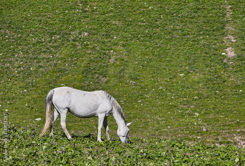 Horses on the mountain valley