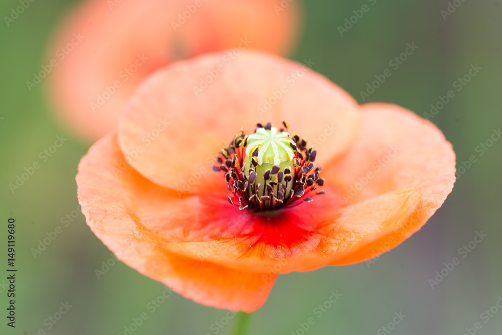ポピー ポピーは雑草としてはヒナゲシが咲いている Stock 写真 Adobe Stock ポピー ポピーは雑草としてはヒナゲシが咲いている Stock 写真 Adobe Stock