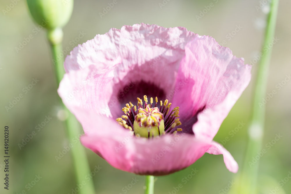 ポピー ポピーは雑草としてはヒナゲシが咲いている Stock Photo Adobe Stock