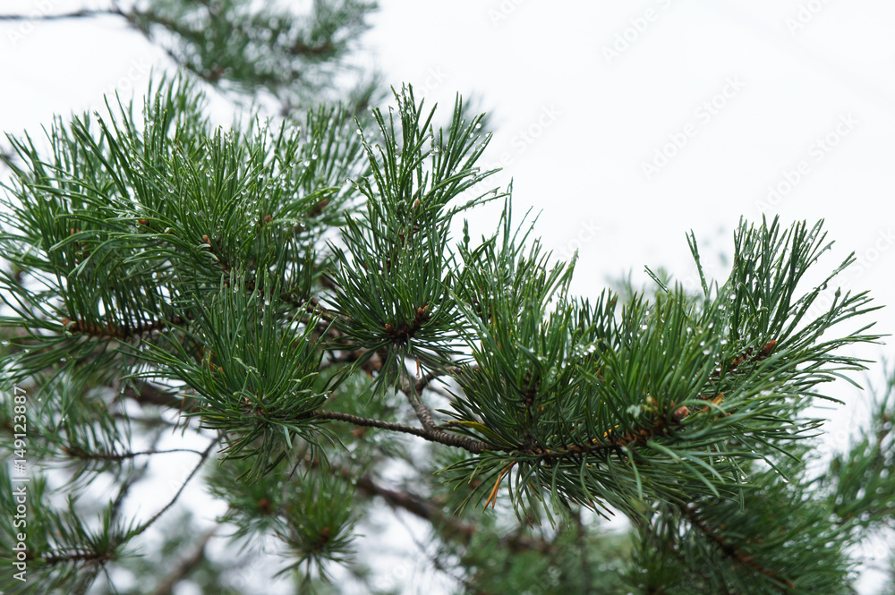 Branch of pine tree with raindrops Branch of pine tree with raindrops