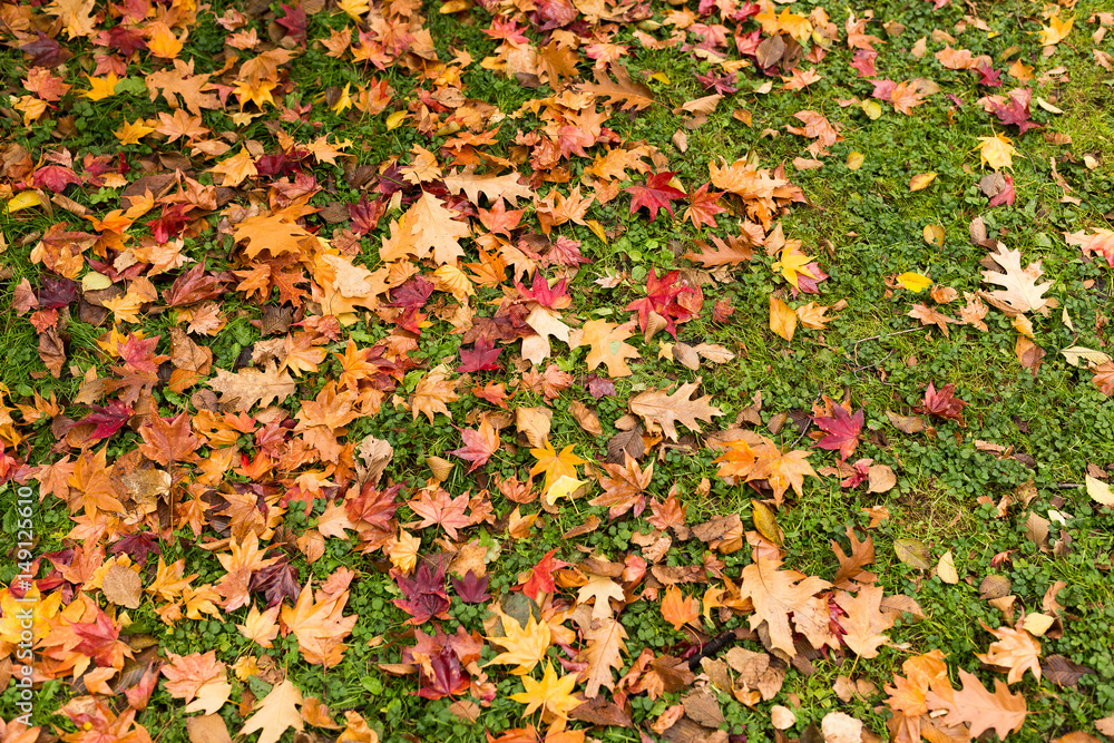 Maple leaves on the ground