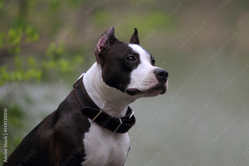 American terrier dog outdoors