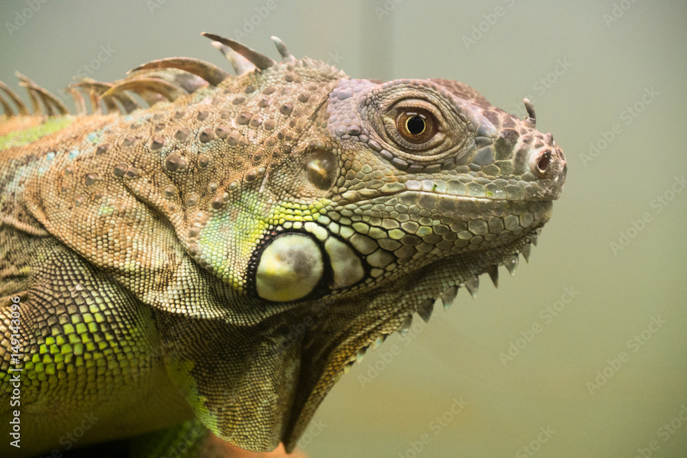 Obraz premium Green iguana / Iguana iguana