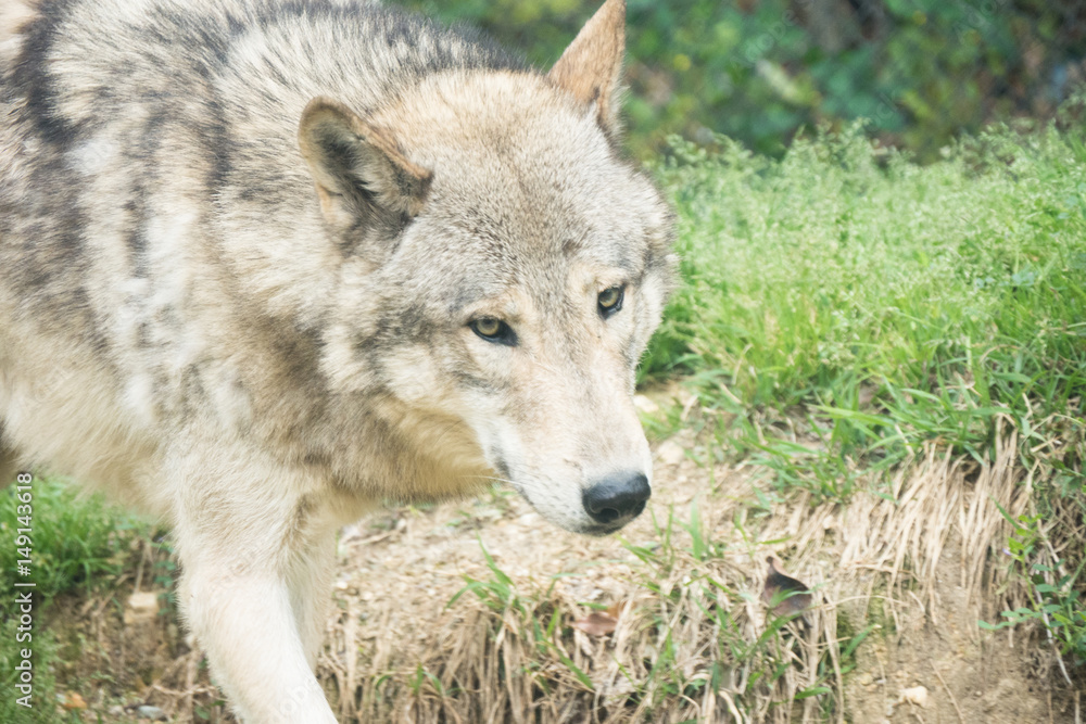 Timber Wolf / Canis lycaon Timber Wolf / Canis lycaon