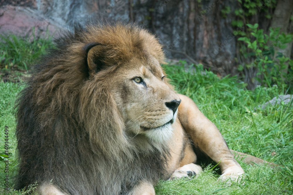 Lion / Panthera leo