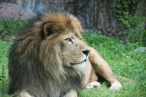 Lion   Panthera leo