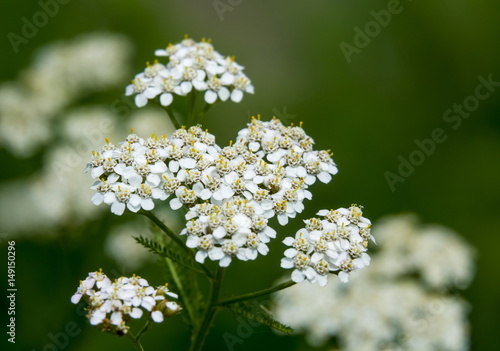 セイヨウノコギリソウ