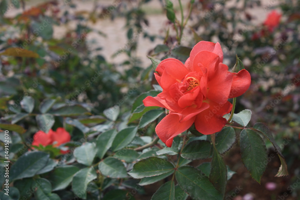 rose flower in the garden. love valentine day. rose flower in the garden. love valentine day.