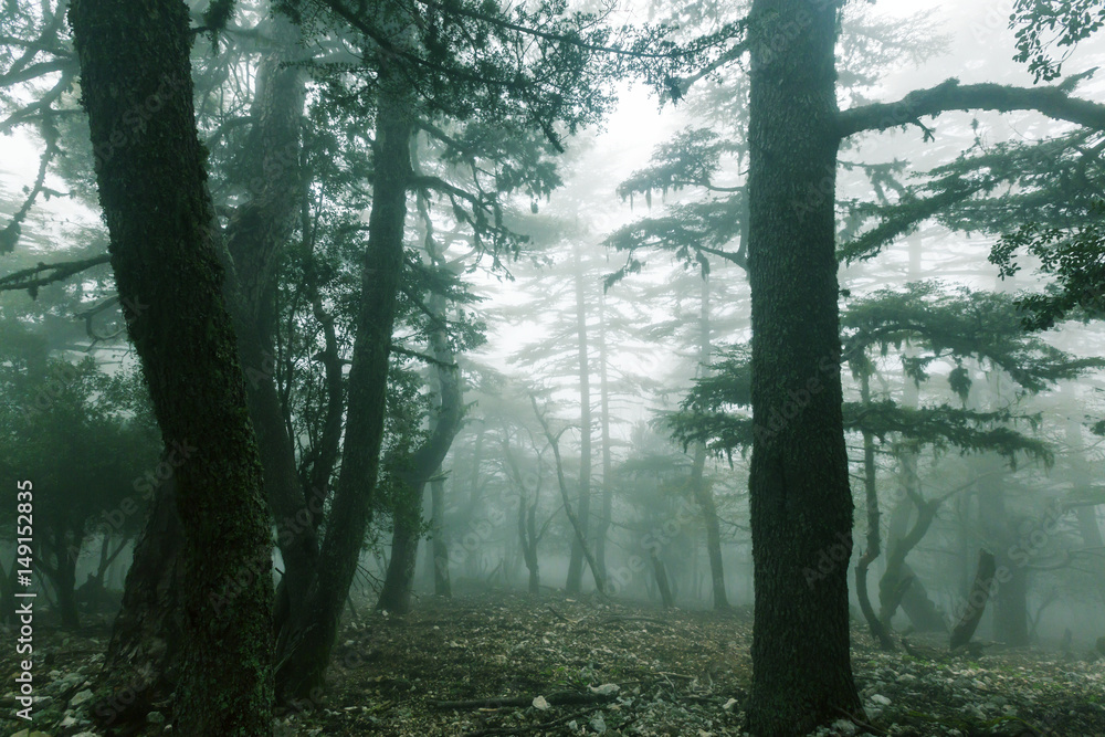 Fototapeta premium Fog in the forest