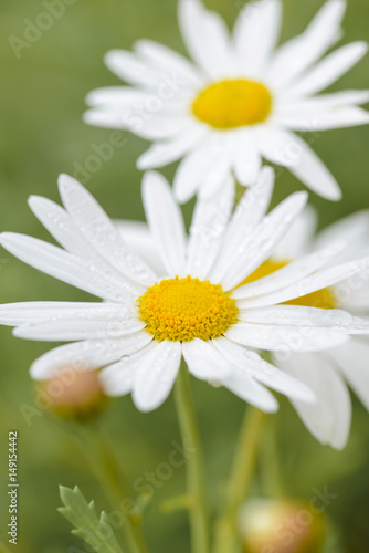 Close up of Camomile Flower