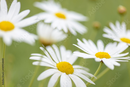 Close up of Camomile Plant bokeh effect