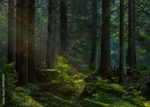 Luce nel bosco photo