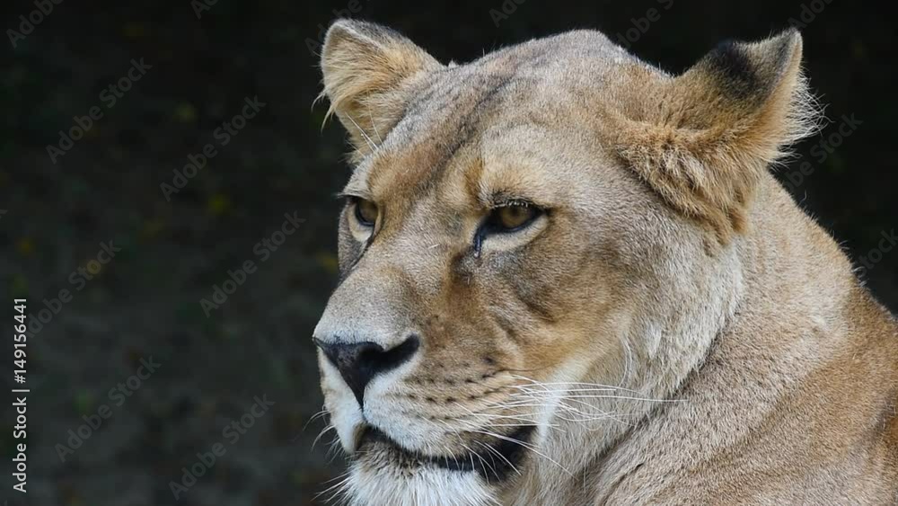 Close up portrait of African lioness, lion female Close up portrait of African lioness, lion female