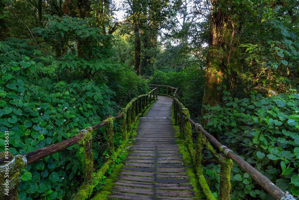 Tropical Rain Forest (Angka Nature Trail,Doi Inthanon National Park)Chiang Mai Thailand
