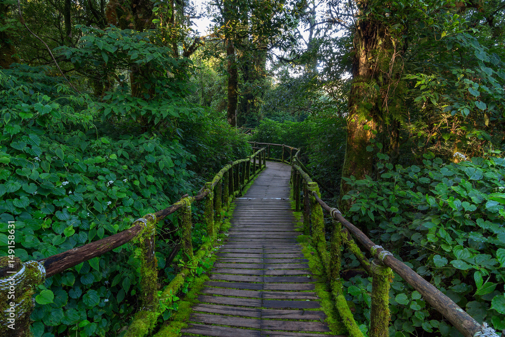 Tropical Rain Forest (Angka Nature Trail,Doi Inthanon National Park)Chiang Mai Thailand
Tropical Rain Forest (Angka Nature Trail,Doi Inthanon National Park)Chiang Mai Thailand