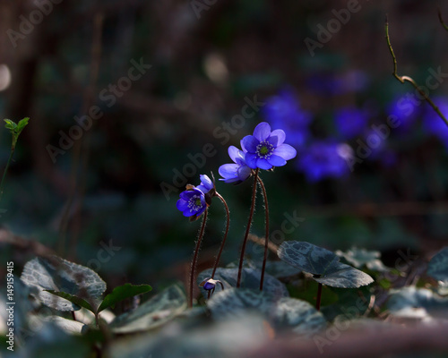 Violette in penombra photo