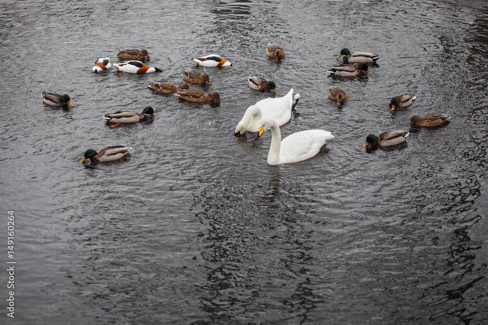 Fototapeta premium flock of birds in water