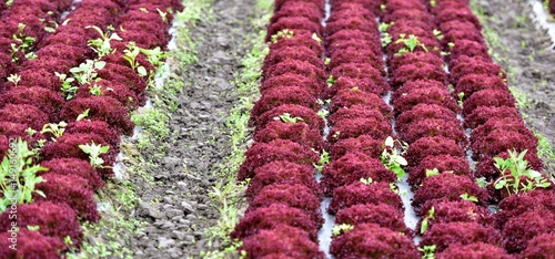 culture de salade en plein-champ photo