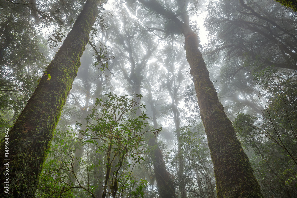 Naklejka premium Tropical Rain Forest (Angka Nature Trail,Doi Inthanon National Park)Chiang Mai Thailand 