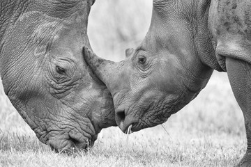 Fototapete Nashorn Nahaufnahme eines Breitmaulnashornkopfes mit harter, faltiger Haut  © Alta Oosthuizen