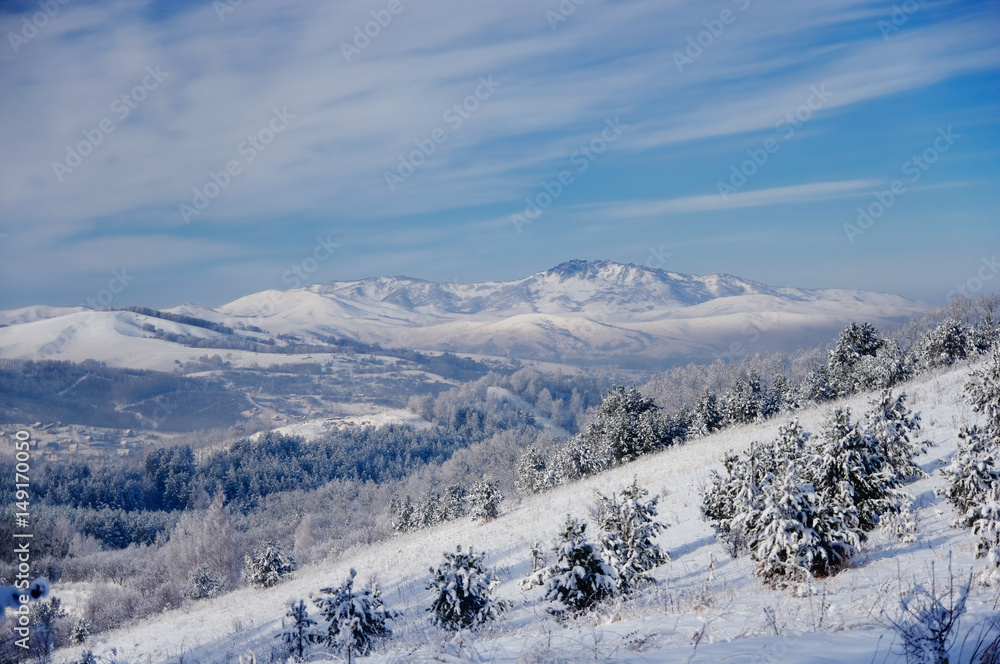 Winter snowy mountain slope with young small pine trees on the background of mountain valley and hills. Altai Mountains, Siberia, Russia