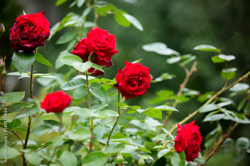 Red roses on a gush in a garden, summertime Red roses on a gush in a garden, summertime