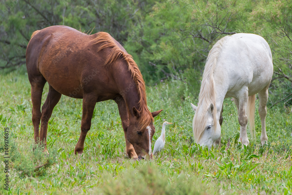 Fototapeta premium Horses in a field with a western cattle egret in Camargue