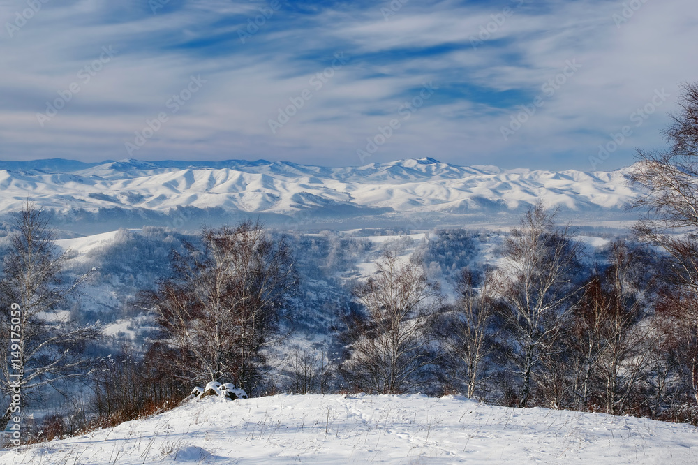 Winter snowy mountains and birch trees in the foreground with ranges of snow hills on the background under blue sky Altai Mountains, Siberia, Russia Winter snowy mountains and birch trees in the foreground with ranges of snow hills on the background under blue sky Altai Mountains, Siberia, Russia