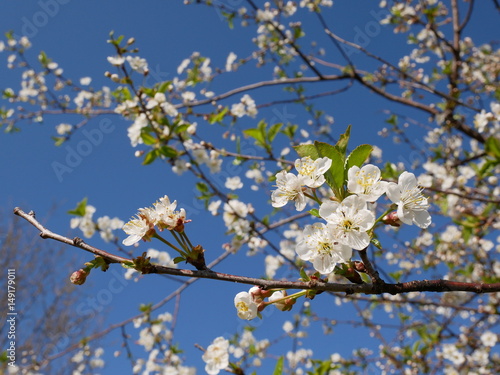 White cherry blossom against sky on sunny day