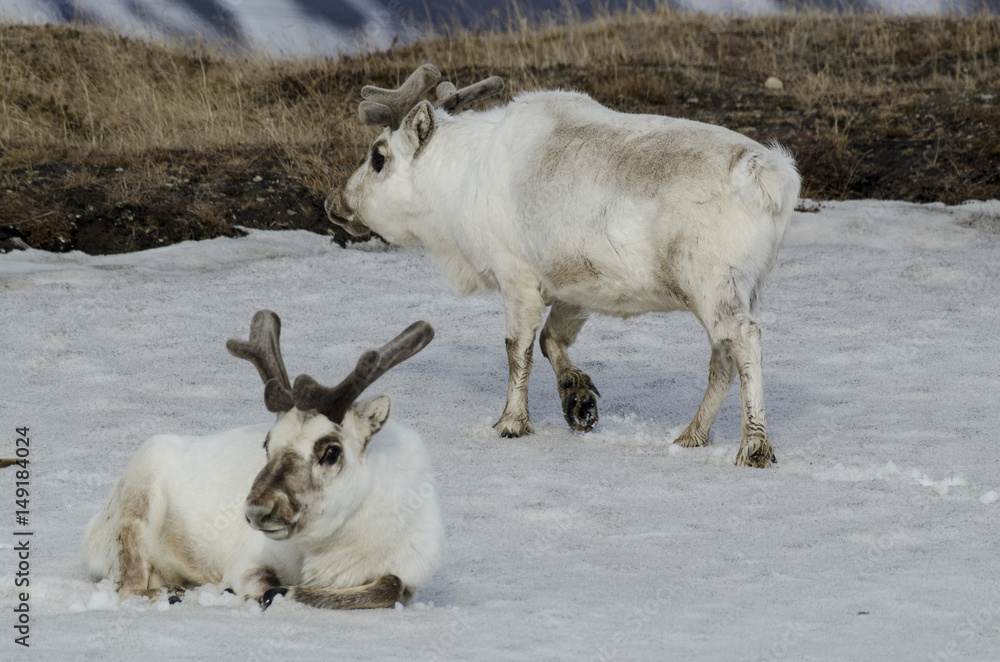 Renne du Spitzberg, Renne de Svalbard, Rangifer tarandus platyrhynchus, Spitzberg, Svalbard, Norvège Renne du Spitzberg, Renne de Svalbard, Rangifer tarandus platyrhynchus, Spitzberg, Svalbard, Norvège