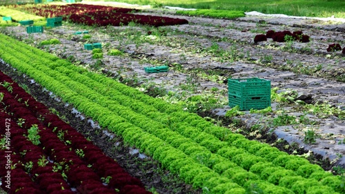 culture de salade en plein-champ