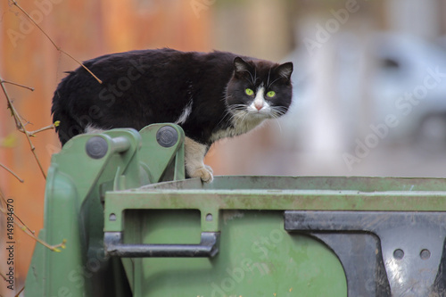 Wandering black cat looking at the camera. photo