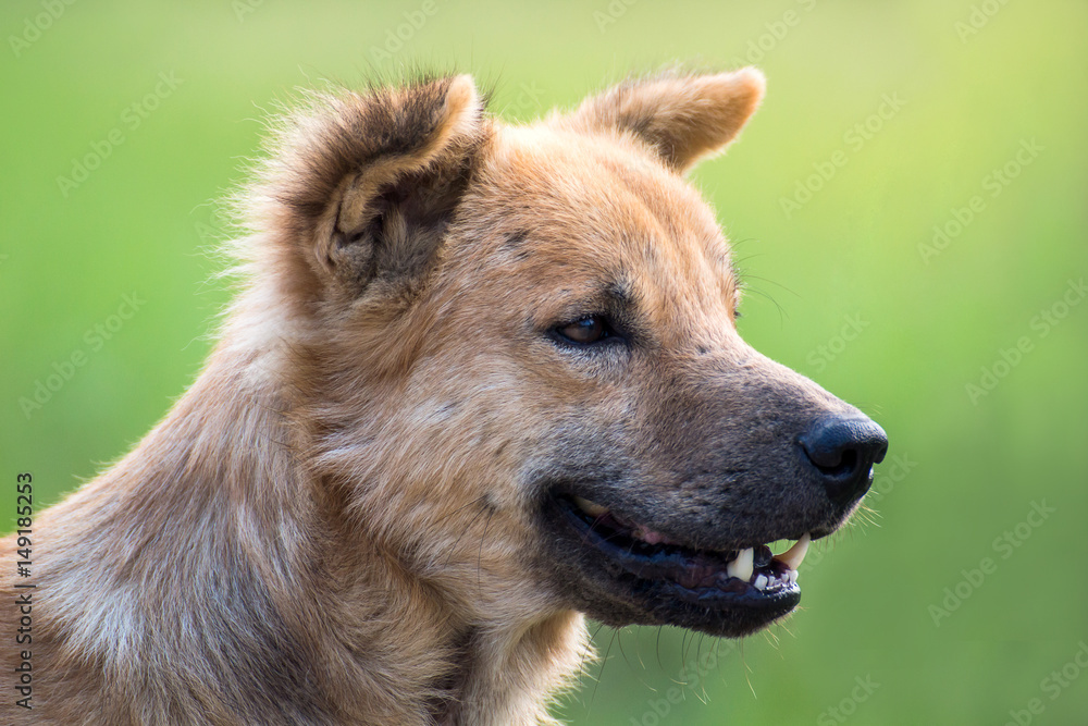 Close up portrait of a stray dog,vagrant dog Close up portrait of a stray dog,vagrant dog